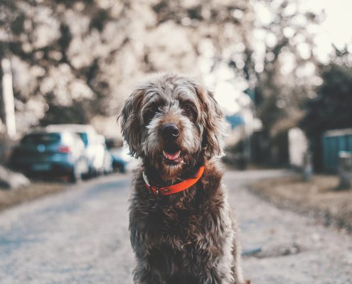 Hund-03